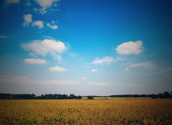 video sample