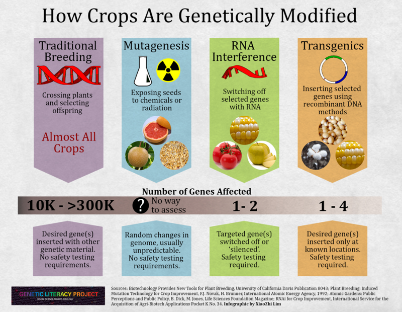 Processes used to achieve genetic modifications